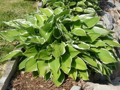 P1300657.JPG - small