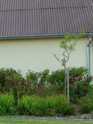 P1300666.JPG - small