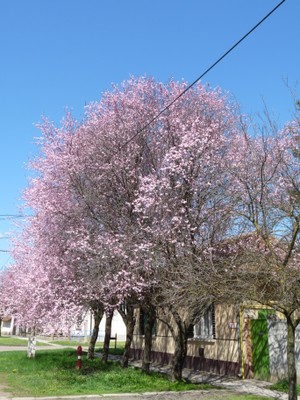 P1380438.JPG - small