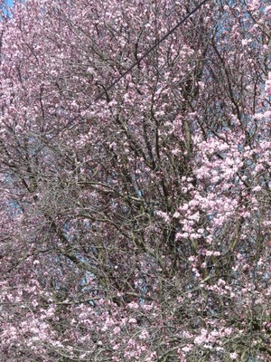 P1380439.JPG - small