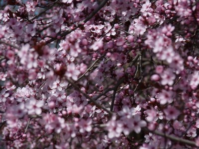 P1380442.JPG - small