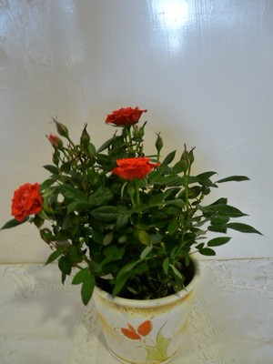 P1370122.JPG - small