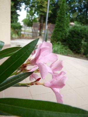 P1660666.JPG - small