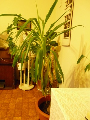 P1680836.JPG - small